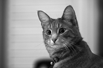 marc poljak photography basement cat roger