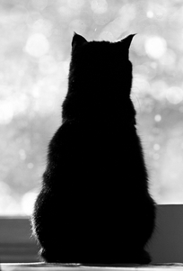 attic cat marc poljak photography pittsburgh silhouette