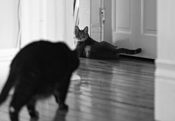 marc poljak photography attic cat lucy