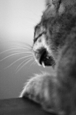 basement cat marc poljak photography pittsburgh