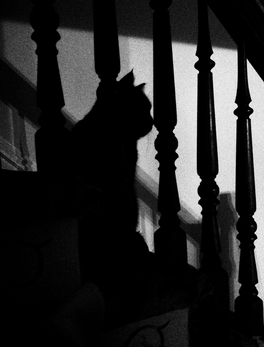 marc poljak photography attic cat lucy