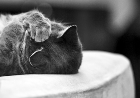 basement cat marc poljak photography