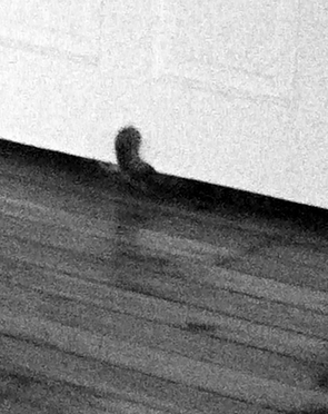 basement cat zombie cat marc poljak photography