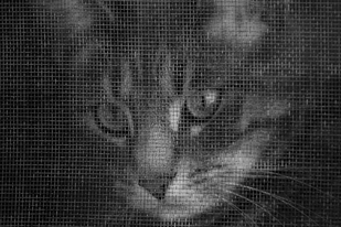 basement cat, marc poljak photography, through a screen darkly, marc poljak photography