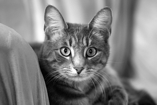 roger basement cat marc poljak photography