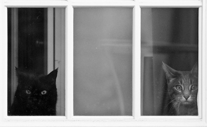 attic cat basement cat marc poljak photography pittsburgh