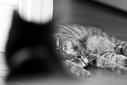 attic cat basement cat marc poljak photography