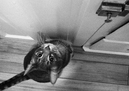 marc poljak photography basement cat roger