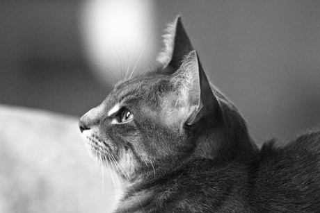 basement cat roger marc poljak photography pittsburgh
